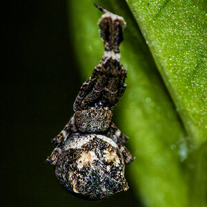 Uloborus plumipes