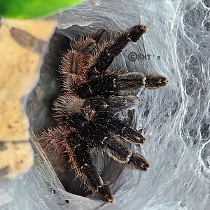 0.1 Psalmopoeus victori - 5.75" DLS