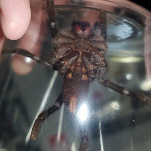 Cyriopagopus sp 4"