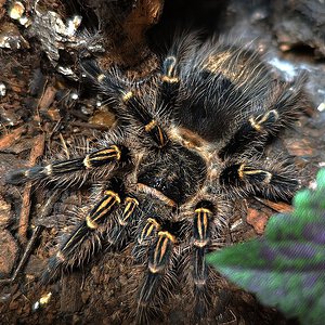 Grammostola pulchripes 0.1