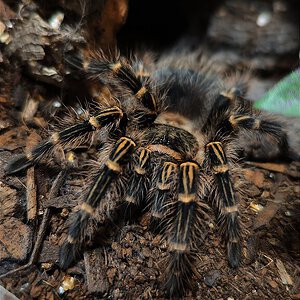 Grammostola pulchripes 0.1