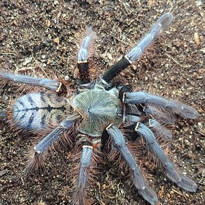 0.1 Phormingochilus sp. Sabah Blue