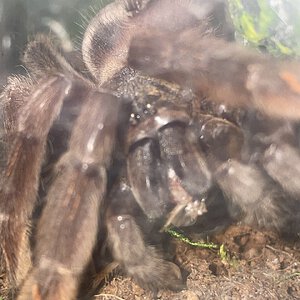 Psalmopoeus irminia enjoying a cricket