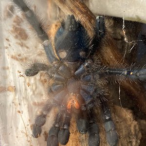 C versicolor