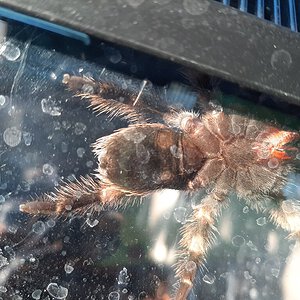 Brachypelma hamorii