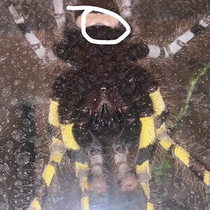 P.regalis