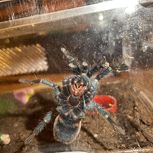 GBB 2/2