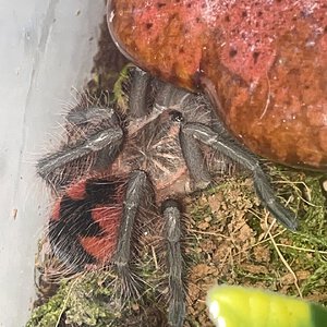 Platyomma new molt, about 2” DLS now and doubled in size