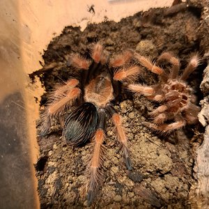 0.1 Brachypelma cf. boehmai ~2"