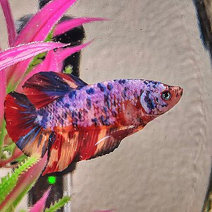 Blaze, my gorgeous betta fish