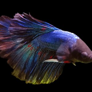 Betta appreciation