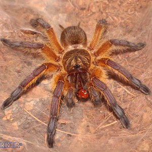 Harpactira-Pulchripes28.jpg