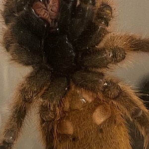 My OBT finally came out of his walled up fortress.