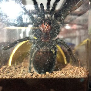 Brachypelma albiceps juvenile