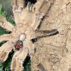 Stromatopelma Calceatum mature male? 1