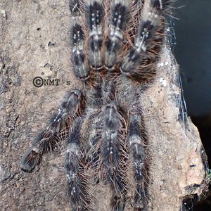 0.0.1 Poecilotheria striata - 2.75" DLS