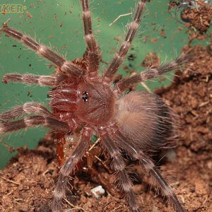 Acanthoscurria-geniculata11.jpg