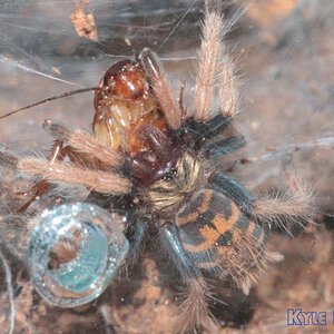 Chromatopelma-cyaneopubescens8.jpg