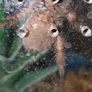 Brachypelma klaasi 2.5"