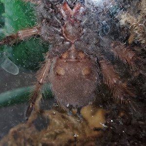 Brachypelma klaasi 2.5"