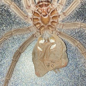 Theraphosa blondi Molt (3" DLS, 2/2)