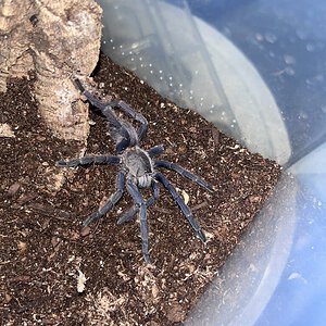 Chilobrachys sp saraburi