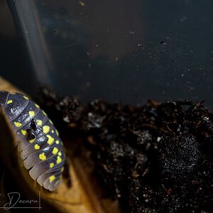 Armadillidium gestroi