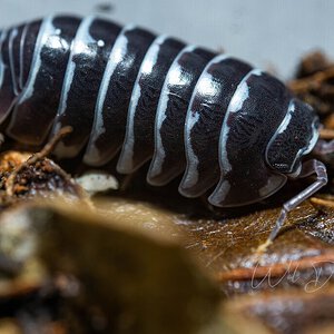 Armadillidium maculatum 'Zebra'