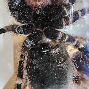 geniculata1.jpg