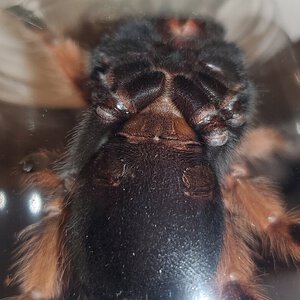 Brachypelma boehmei 4"