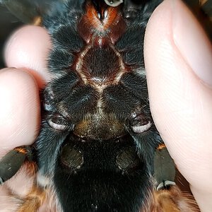 Brachypelma boehmei 4"