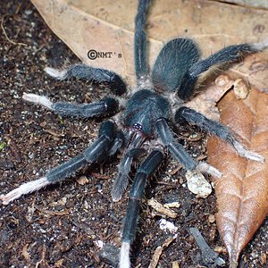 1.0 Sahydroaraneus raja MM - 2.75" DLS