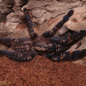 Poecilotheria-metallica43.jpg