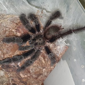 1.0 Psalmopoeus victori MM