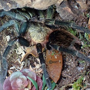 0.1 Thrixopelma pruriens - 4.5" DLS