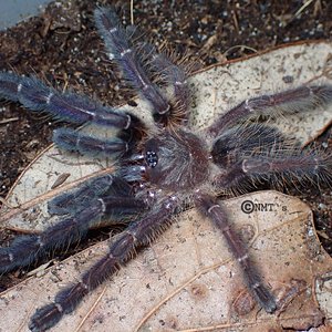 0.1 Phormingochilus sp. Sabah Blue - 2.5" DLS