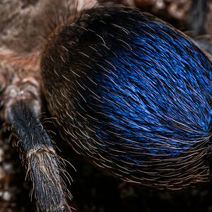 Pseudhapalopus sp. blue