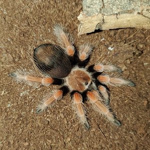 Brachypelma boehmei, juvenile male