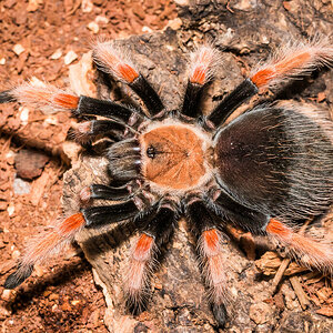 Brachypelma boehmei