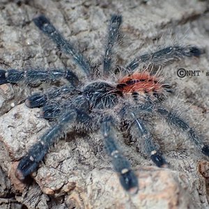 1.0 Avicularia variegata (M1) - 1.875" DLS