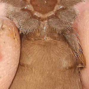 2" Aphonopelma chalcodes