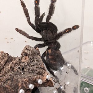 P. irminia "Irma" being round