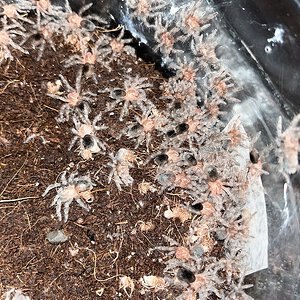 Grammostola pulchra slings