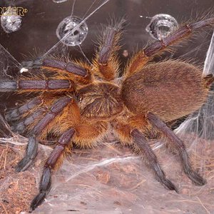 Harpactira-Pulchripes30.jpg