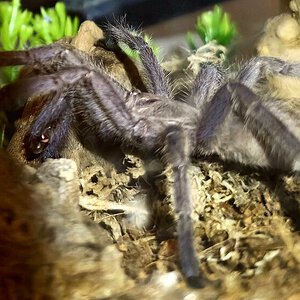 Chilobrachys s.p Kaeng Krachan <Male> 12mths with flash