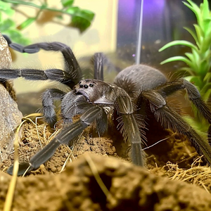 A.I chilobrachys