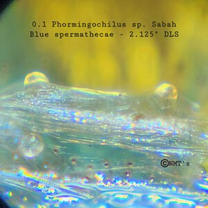 0.1 Phormingochilus sp. Sabah Blue- 2.125" DLS