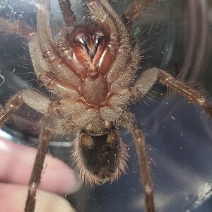 Xenesthis immanis 4"