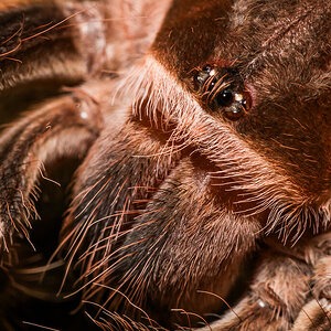 Acanthoscurria geniculata