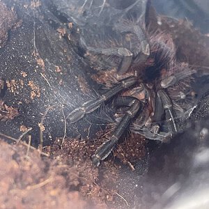 Freshly molted Pampho platyomma baby